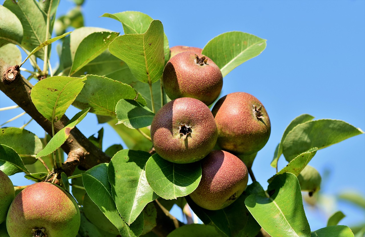 Flavonoid Benefits For Healthy Aging