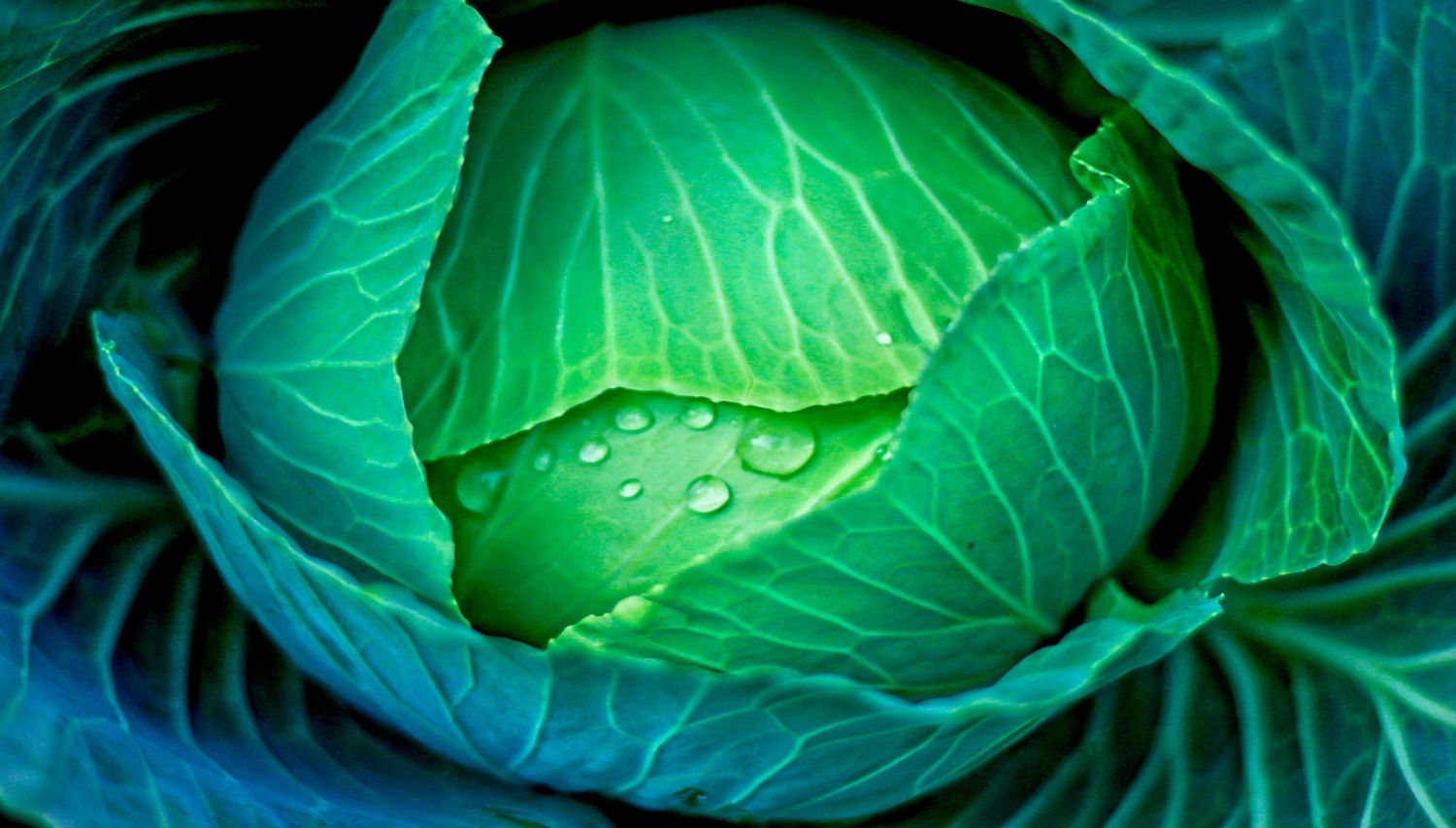Cabbage for Senior Bone Health