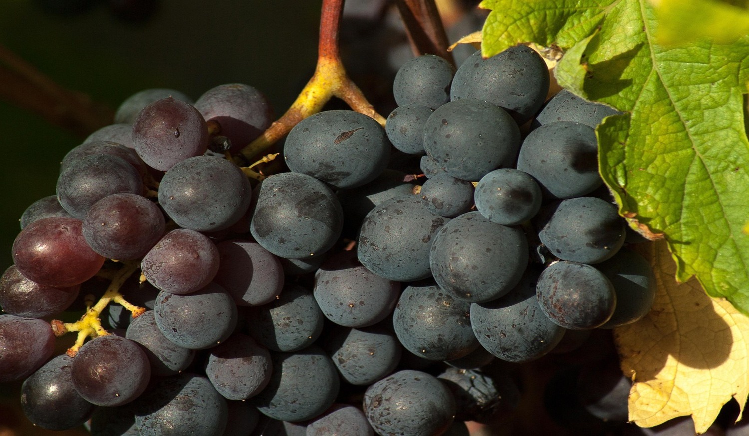 Unexpected Power of Grapes